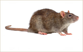 RATAGRIS