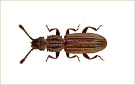 carcomadentada