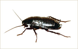 cucaoriental