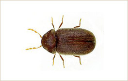 gorgojodelpan