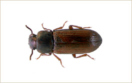 gorgojoharina