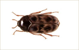gorgojokaphra