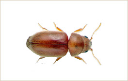 gorgojotabaco