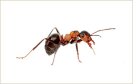 hormigas
