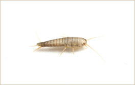 lepismas