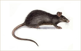 ratanegra