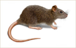 ratoncomun
